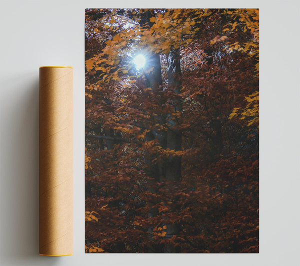 Golden Sun Through Leaves Poster