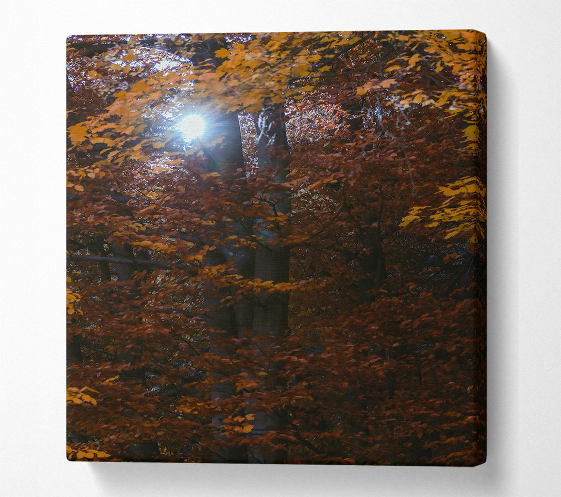  A Canvas Print of Golden Sun Through Leaves Canvas Print