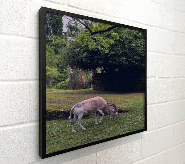 Green Grazing Gazelle