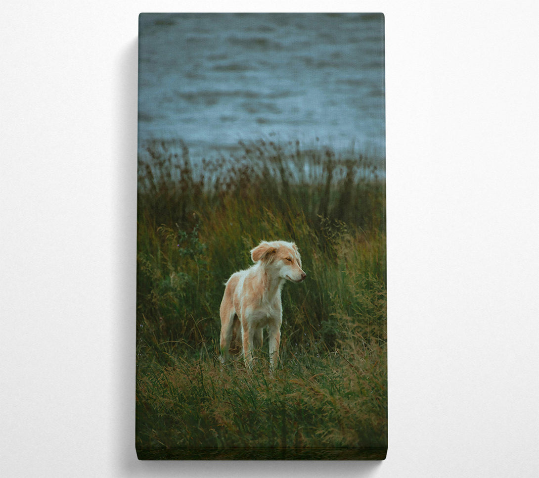  A Canvas Print of Golden Pup In The Grass Canvas Print