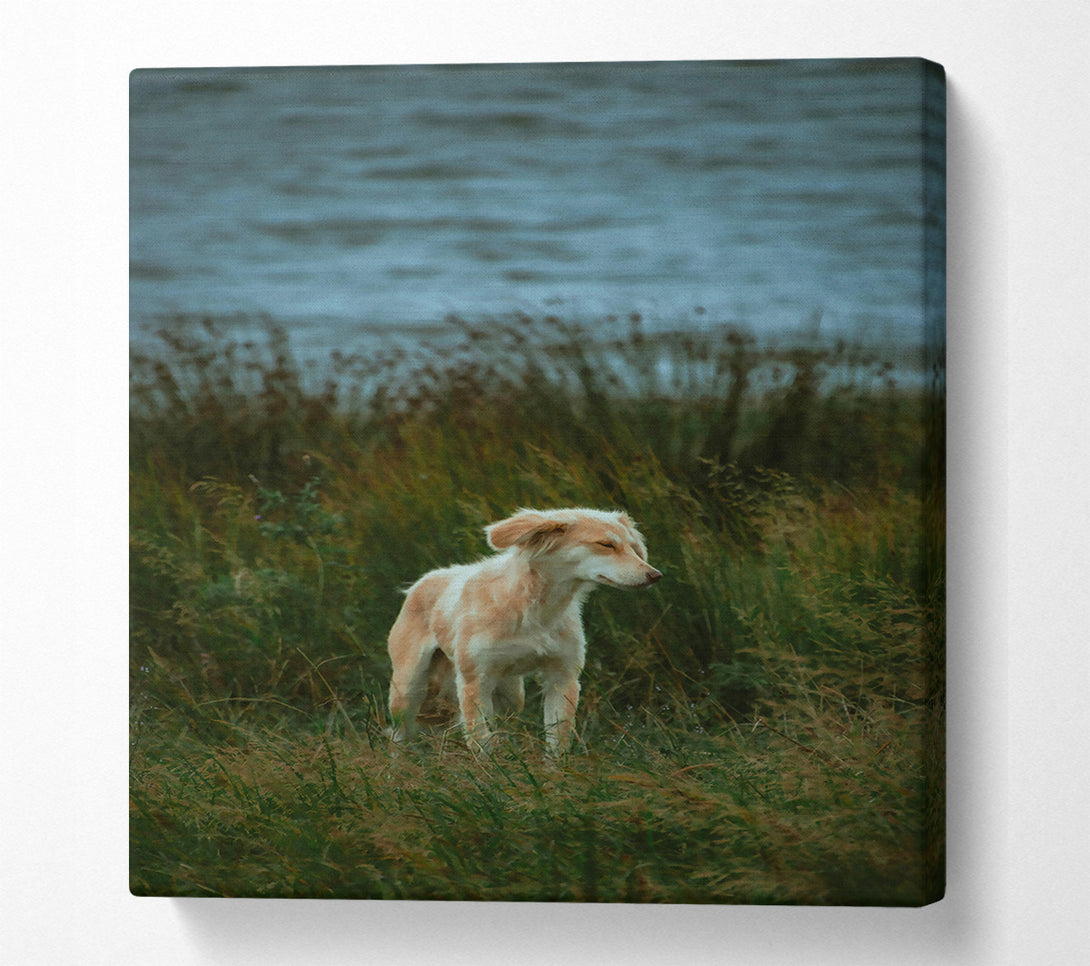  A Canvas Print of Golden Pup In The Grass Canvas Print