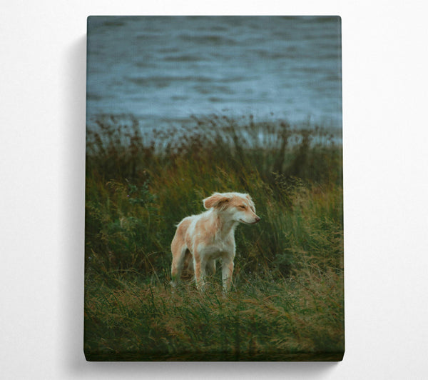  A Canvas Print of Golden Pup In The Grass Canvas Print