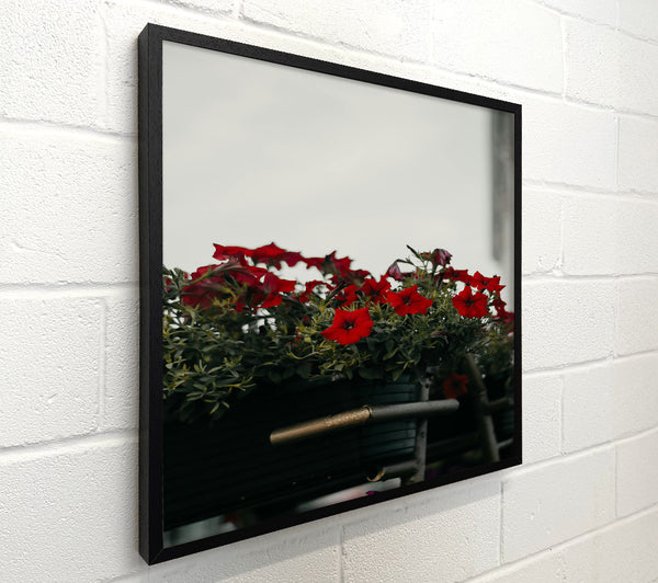 Crimson Blooms In Grey