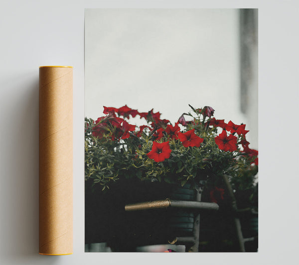 Crimson Blooms In Grey Poster