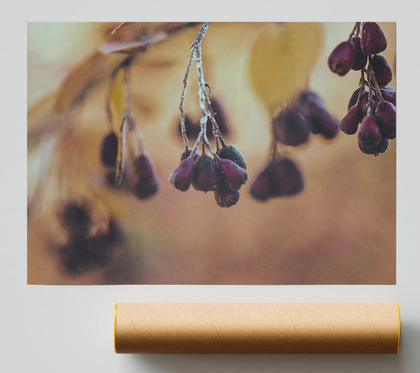 Purple Berries On Branch Poster