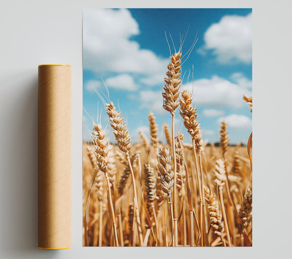 Golden Wheat Field Print