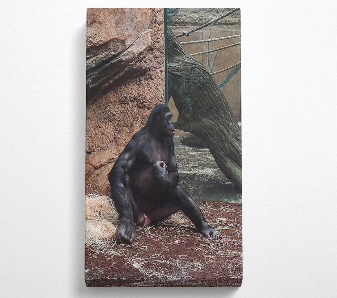  A Canvas Print of Black Ape Contemplation Canvas Wall Art
