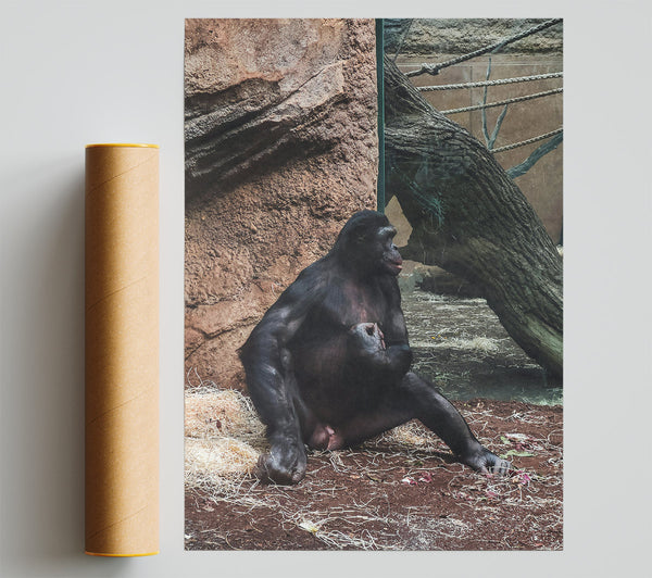 Black Ape Contemplation Giclee Print