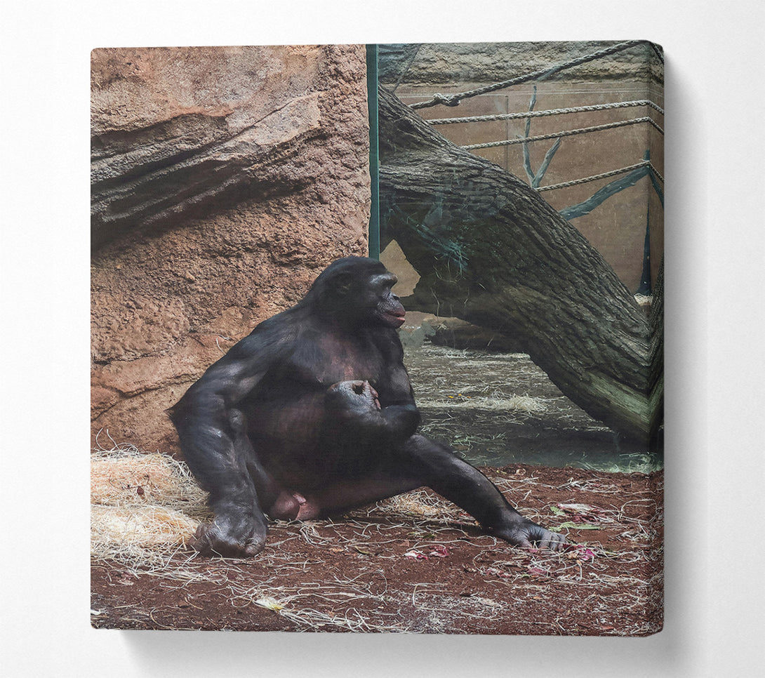  A Canvas Print of Black Ape Contemplation Canvas Wall Art