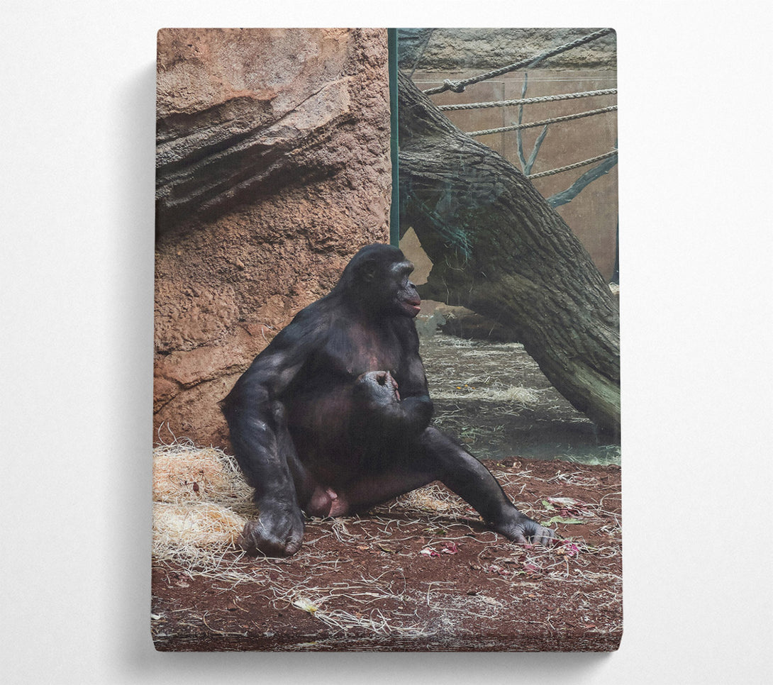  A Canvas Print of Black Ape Contemplation Canvas Wall Art