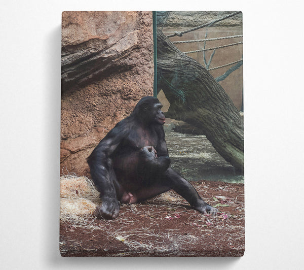  A Canvas Print of Black Ape Contemplation Canvas Wall Art