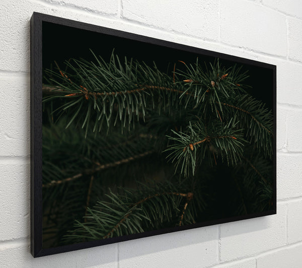 Emerald Evergreen Branches