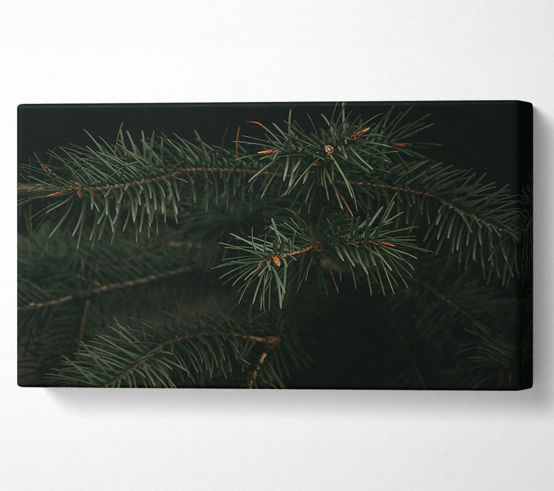  A Canvas Print of Emerald Evergreen Branches Canvas Wall Art