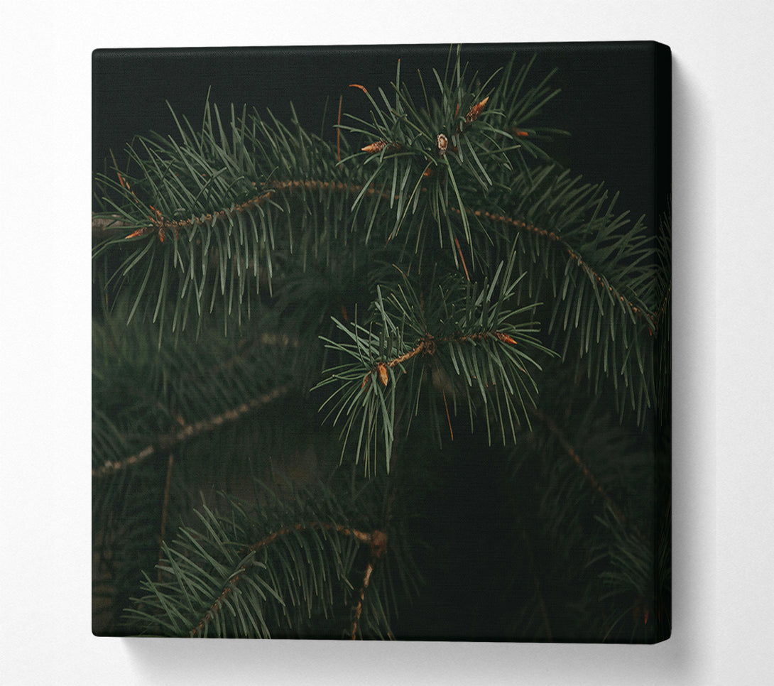  A Canvas Print of Emerald Evergreen Branches Canvas Wall Art