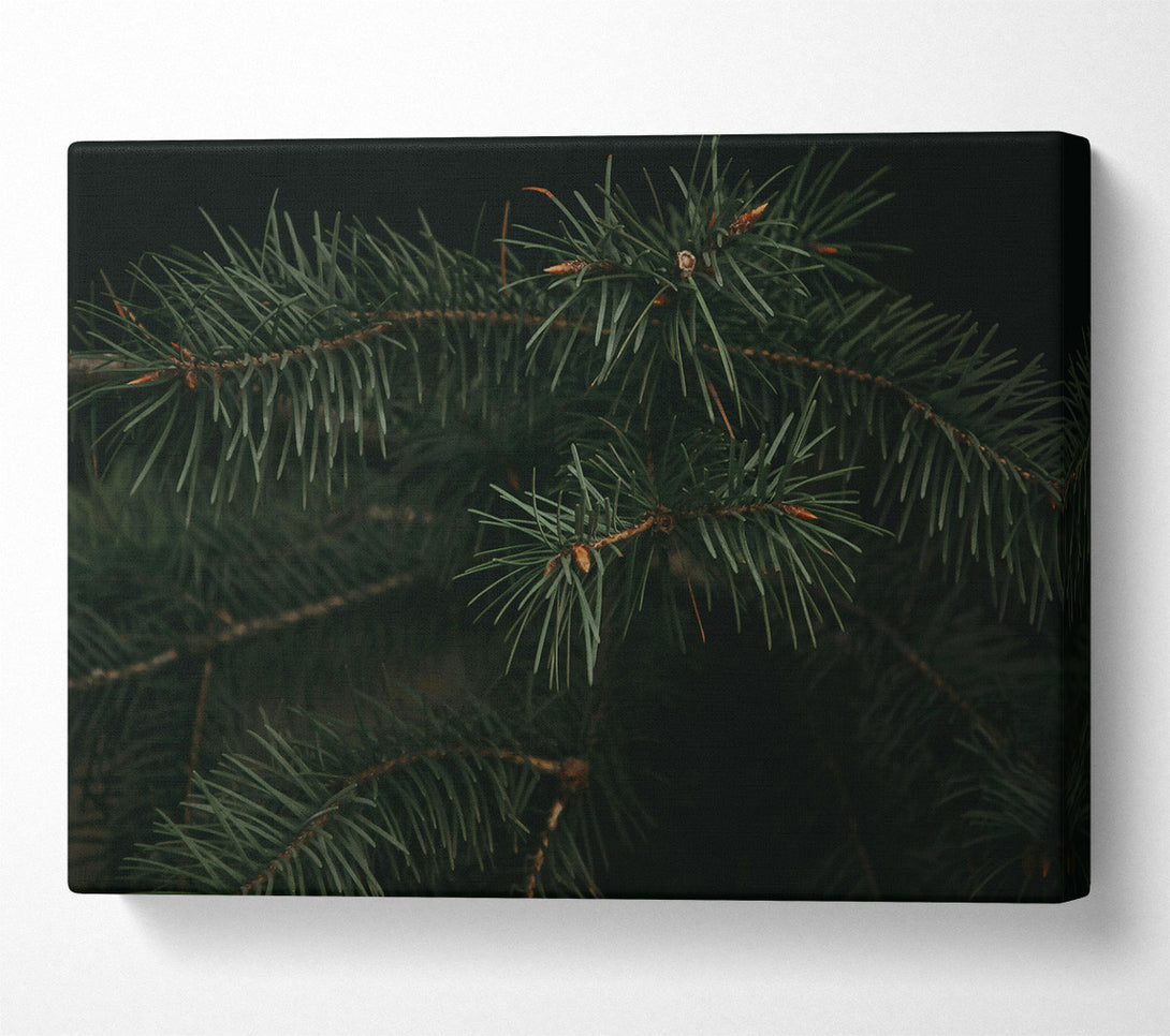  A Canvas Print of Emerald Evergreen Branches Canvas Wall Art
