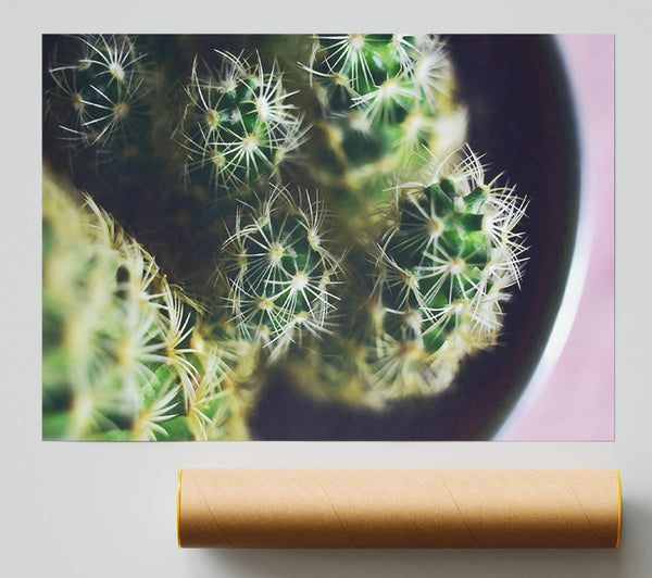 Green Cactus Prickles Giclee Print