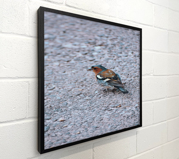 Blue Bird On Gravel