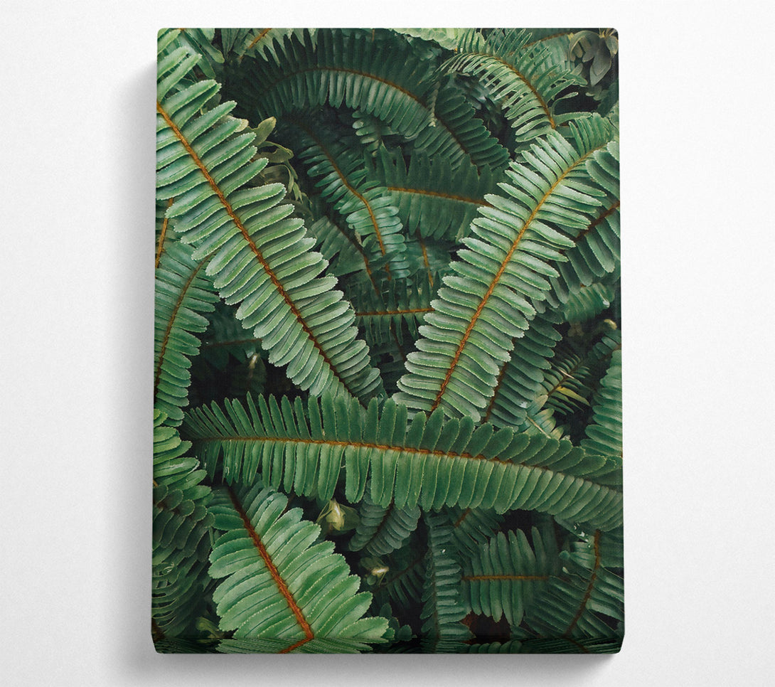  A Canvas Print of Emerald Fern Fronds Canvas Art