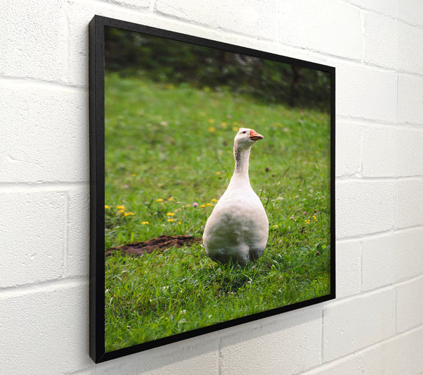 White Goose In Green Meadow