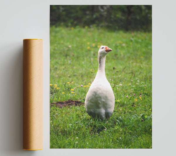 White Goose In Green Meadow Giclee Print