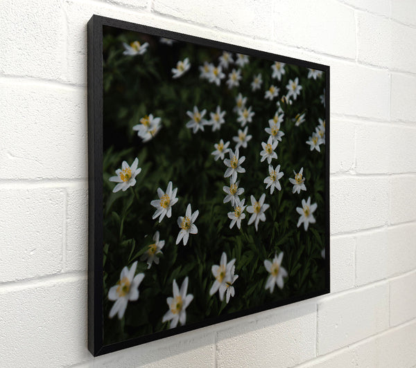 White Blooms In The Green
