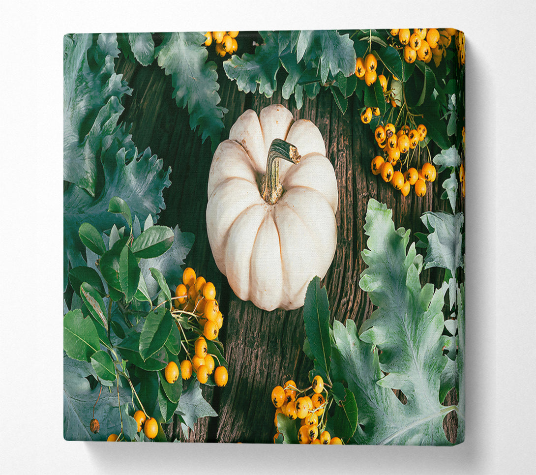  A Canvas Print of White Pumpkin Harvest Canvas Art