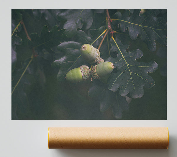 Green Oak Acorns Print