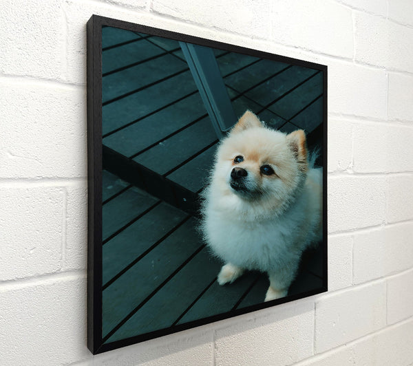Teal Furry Friend