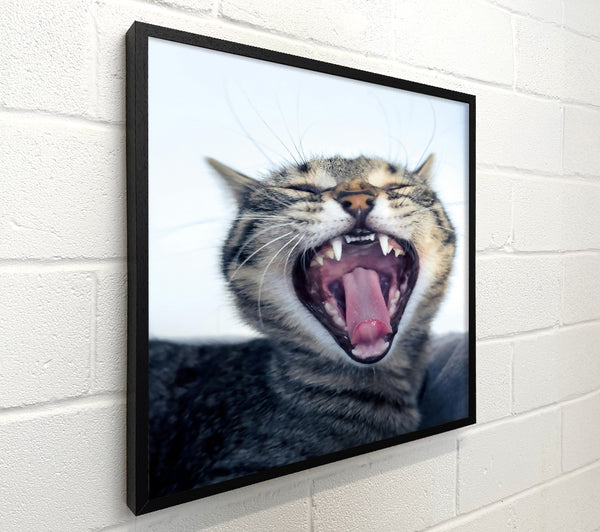 Pink Cat Yawning