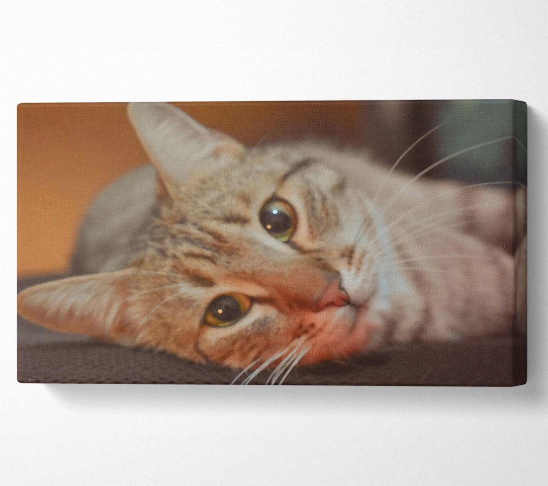  A Canvas Print of Golden Eyes Slumber Canvas Art