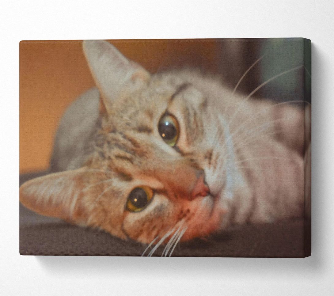  A Canvas Print of Golden Eyes Slumber Canvas Art
