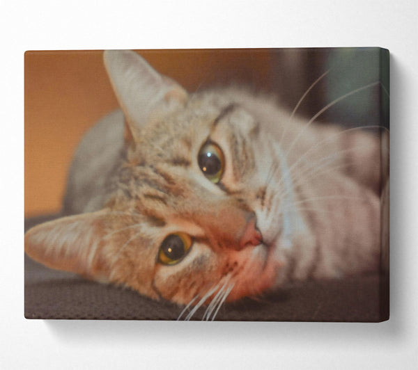  A Canvas Print of Golden Eyes Slumber Canvas Art