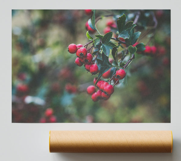 Crimson Berries & Green Leaves Print