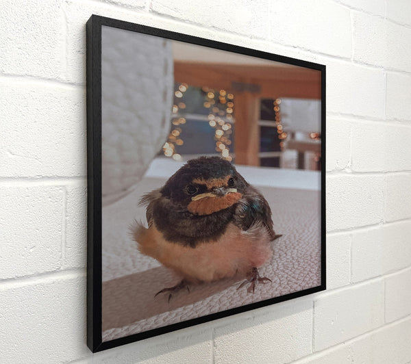 Orange-Beaked Fledgling