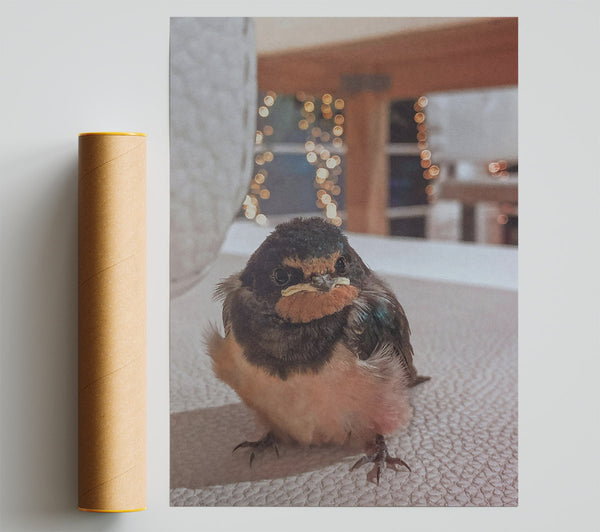 Orange-Beaked Fledgling Poster