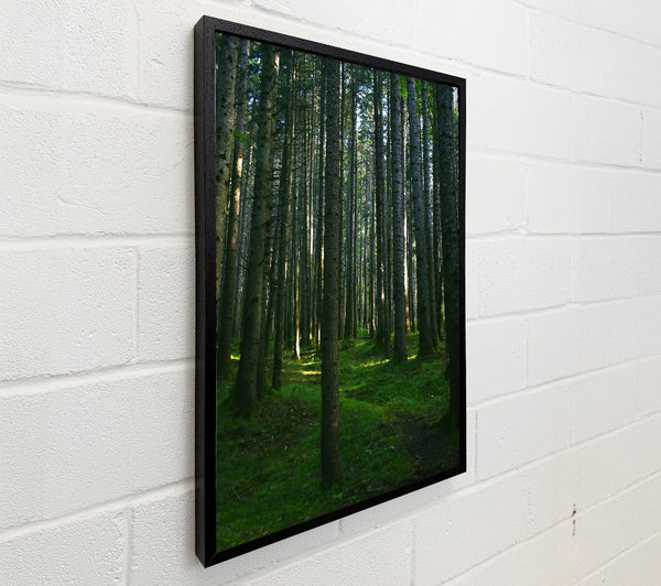 Emerald Forest Path