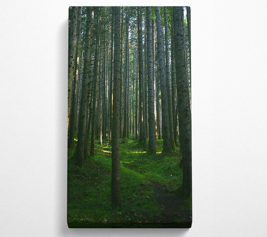  A Canvas Print of Emerald Forest Path Canvas Art