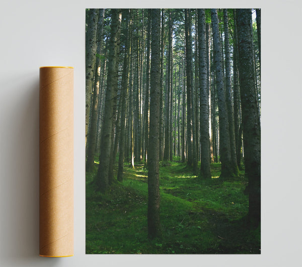 Emerald Forest Path Giclee Print