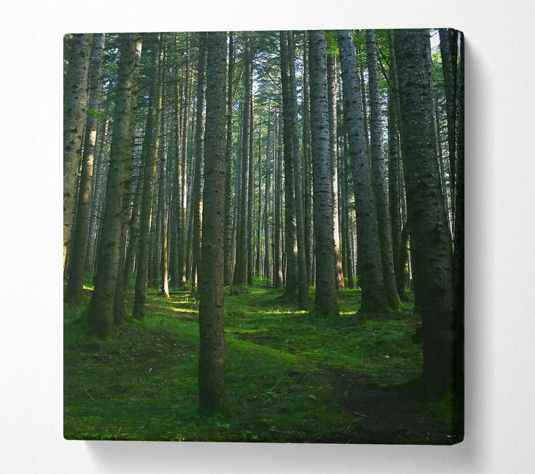  A Canvas Print of Emerald Forest Path Canvas Art