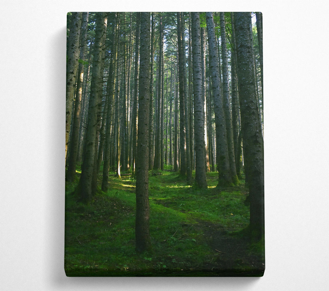  A Canvas Print of Emerald Forest Path Canvas Art