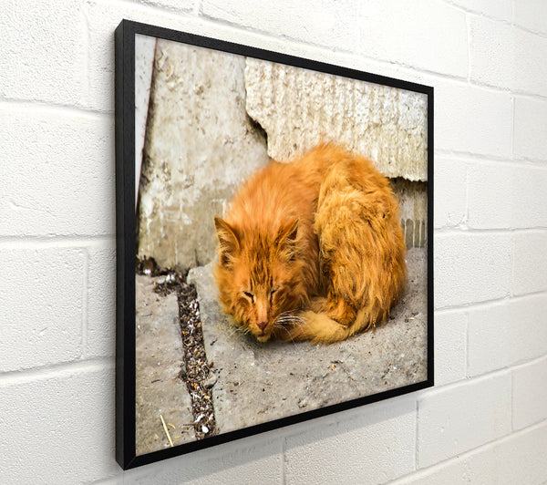Ginger Cat Slumber