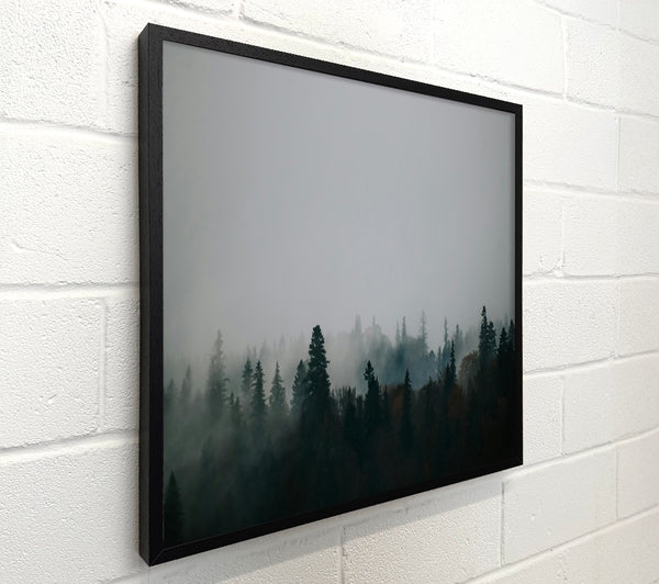 Silver Pines In Mist
