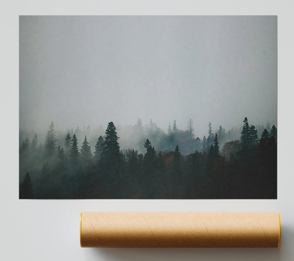 Silver Pines In Mist Giclee Print