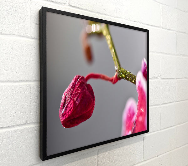Crimson Orchid Bud