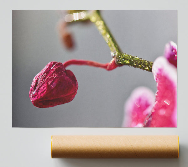 Crimson Orchid Bud Poster