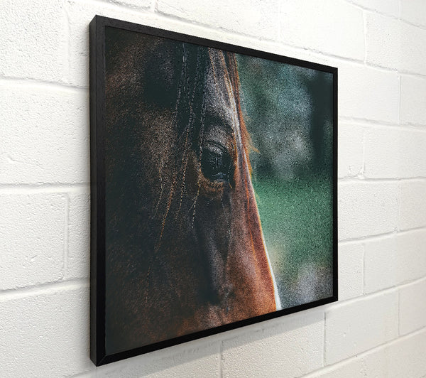 Brown Horse Gaze