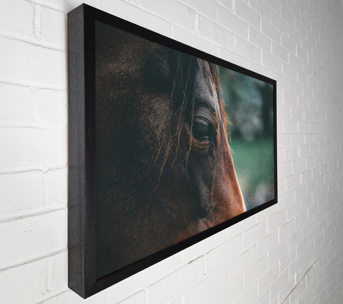  A Canvas Print of Brown Horse Gaze Canvas Wall Art