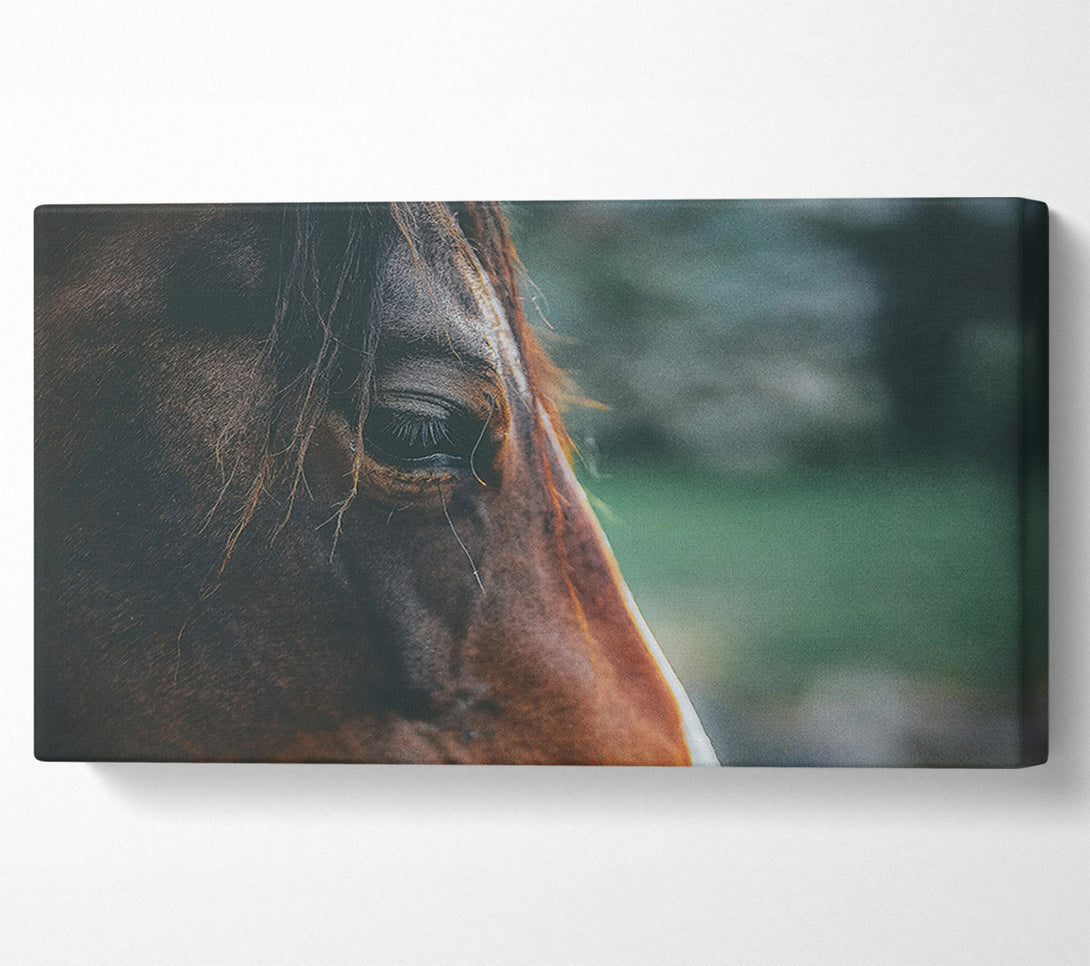  A Canvas Print of Brown Horse Gaze Canvas Wall Art