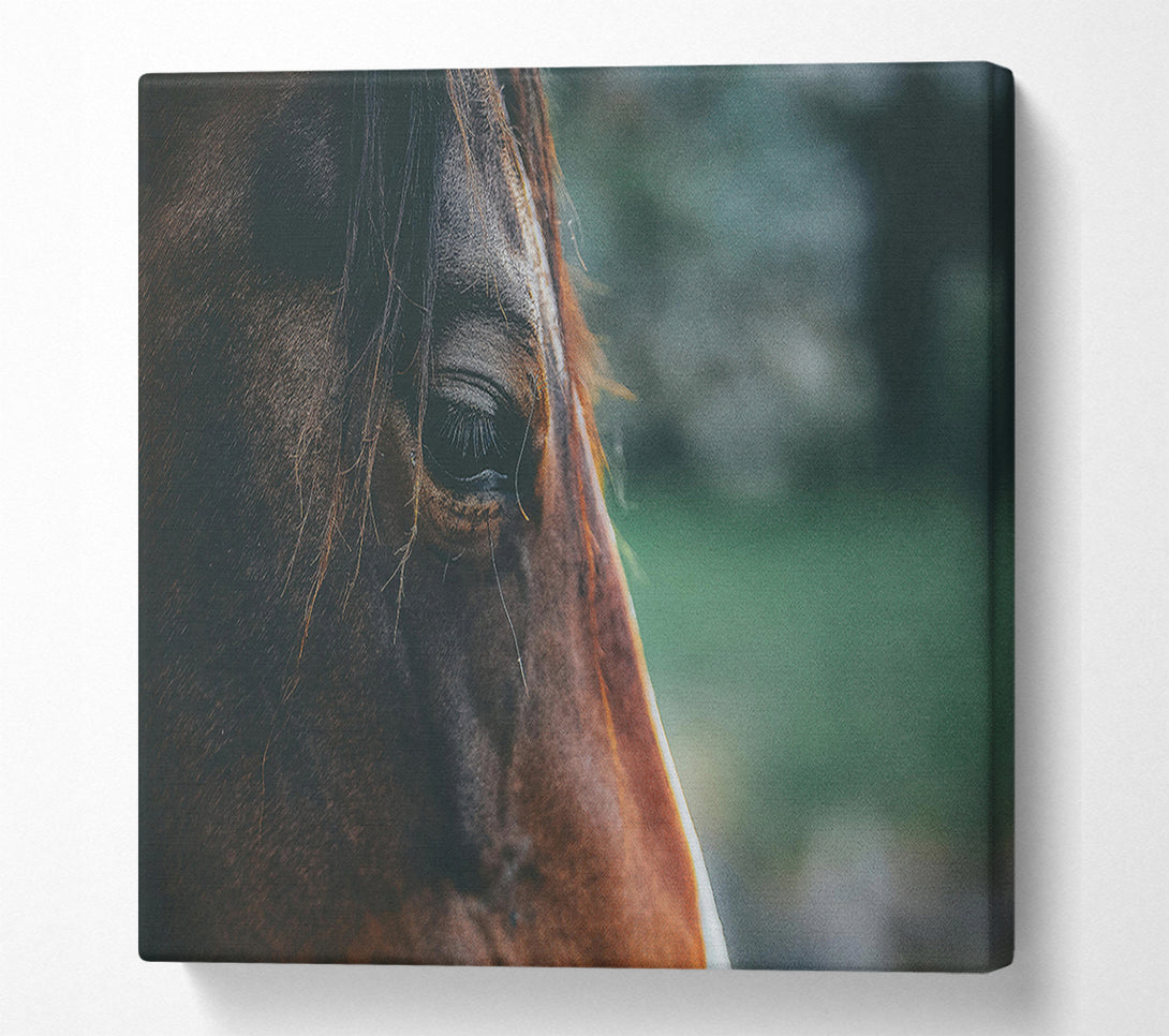  A Canvas Print of Brown Horse Gaze Canvas Wall Art