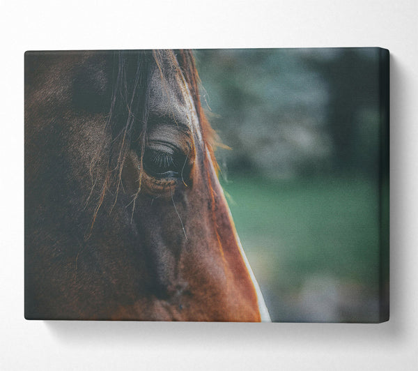  A Canvas Print of Brown Horse Gaze Canvas Wall Art